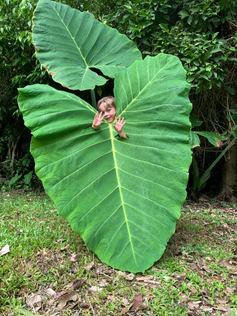 Jongentje zwaait naar de camera, gezicht zichtbaar achter een groot groen bananenblad