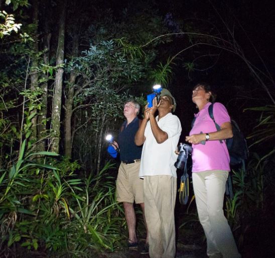 Reizigers en lokale gids met zaklampen op zoek naar wildlife in de natuur en in het donker in Madagaskar