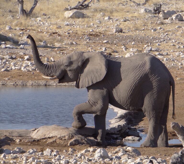 olifantje doet blij zijn slurf omhoog bij waterpoel in etosha