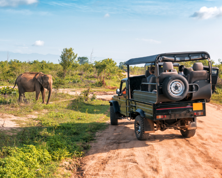 een jeep staat stil naast een olifant in Zuid-Afrika