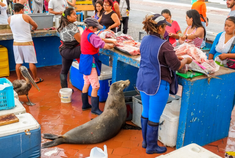 vismarkt met zeehond die aast op wat lekkers