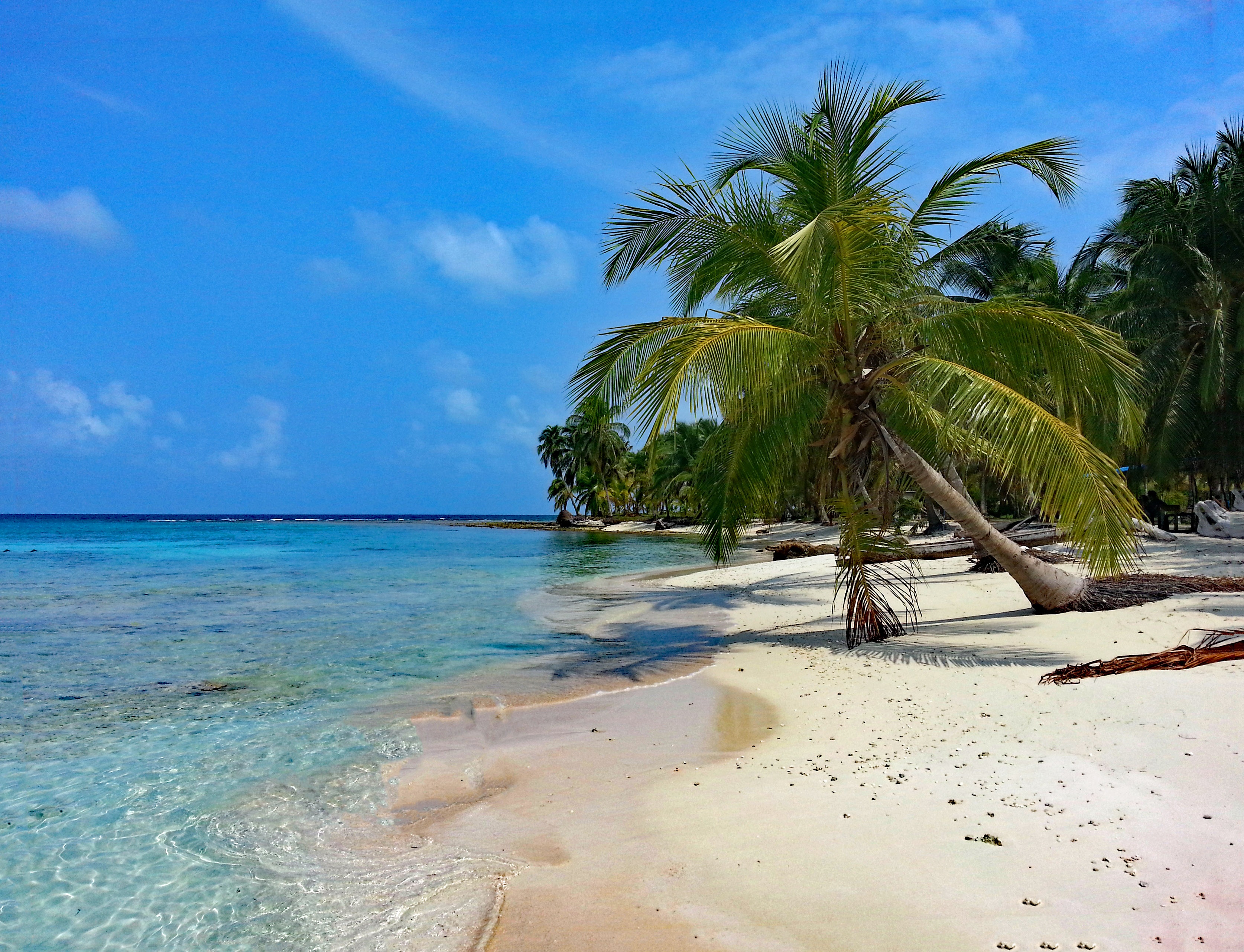 strand met palmboom in Panama