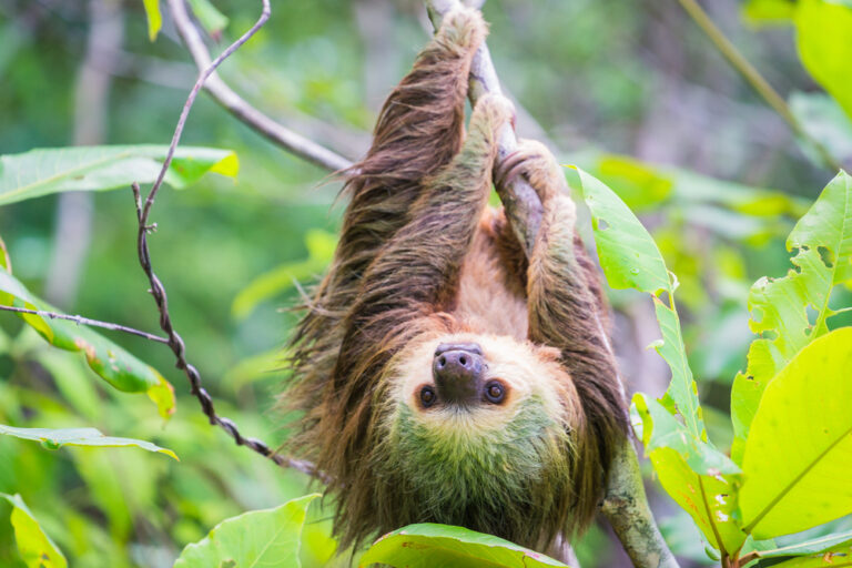 Luiaard in Bocas del Toro, Panama