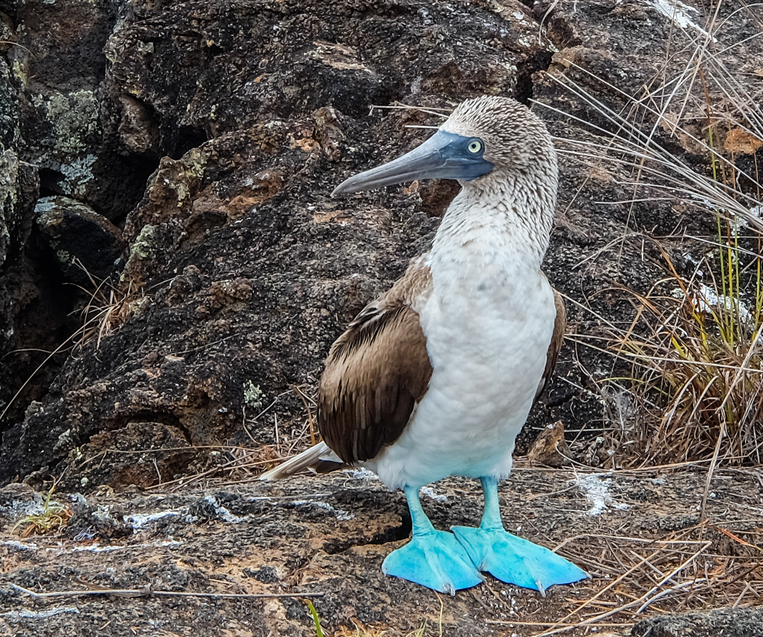 blauwvoetgent op een rots in de galapagos