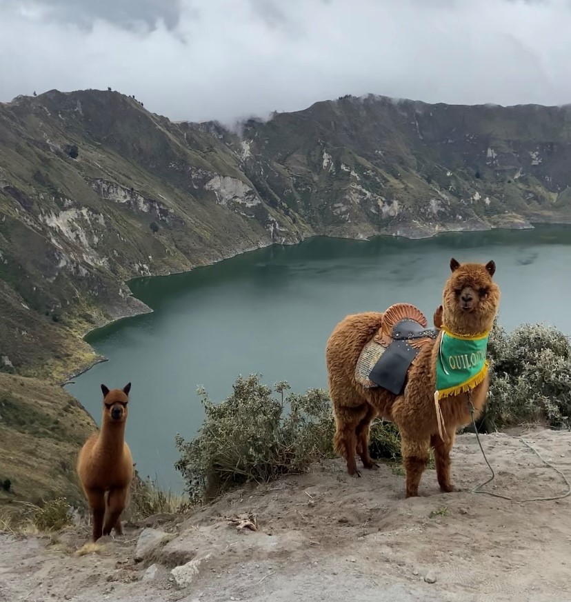 een lama met een groen sjaaltje om