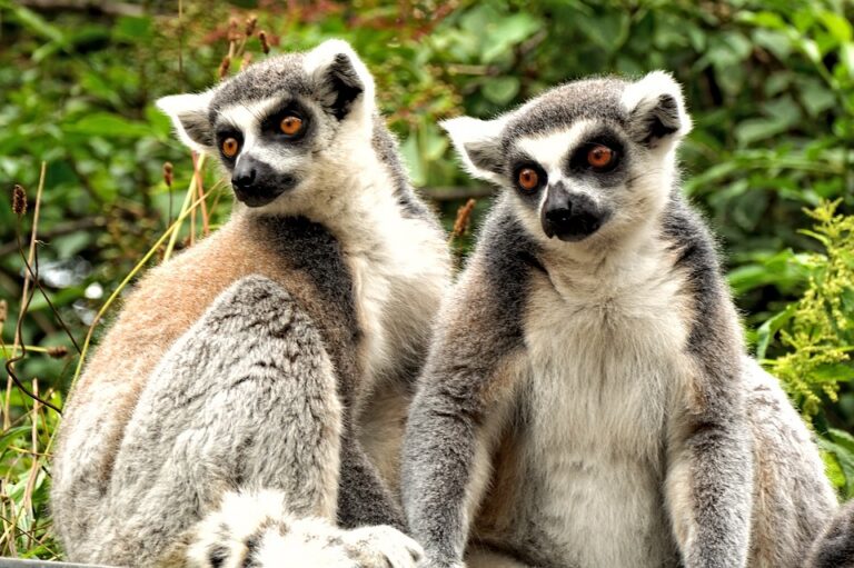 Twee lemur apen in Madagaskar