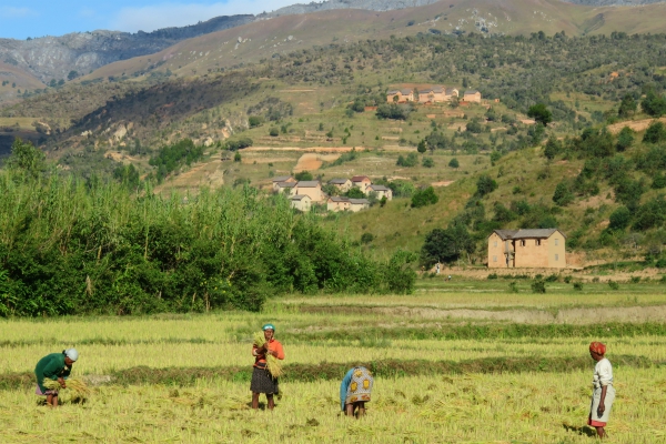 Locals aan het werk op landbouw met uitzicht op de bergen in Madagaskar