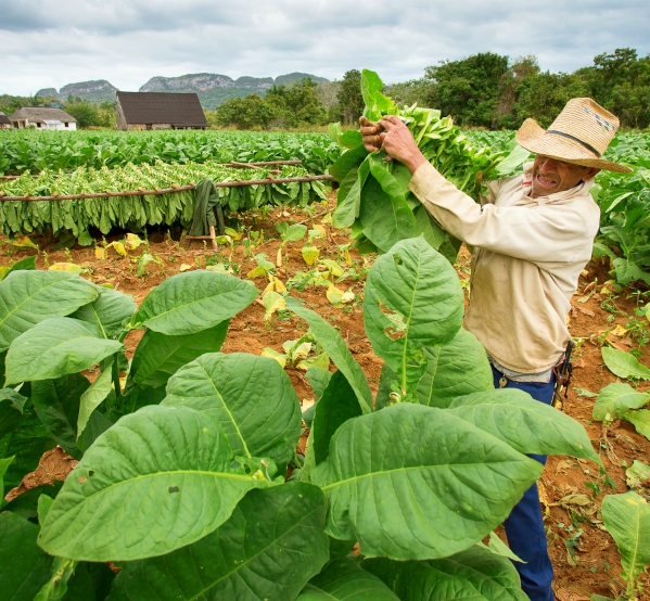 Tabaco plantage in Viñales, Cuba