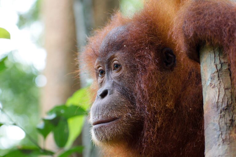 Close up foto van het gezicht van een Orang Oetan uit Sumatra