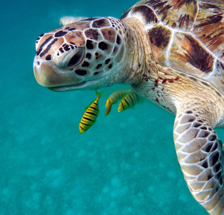 Ingezoomde foto van schildpad en tropische gele vissen in helderblauw zeewater