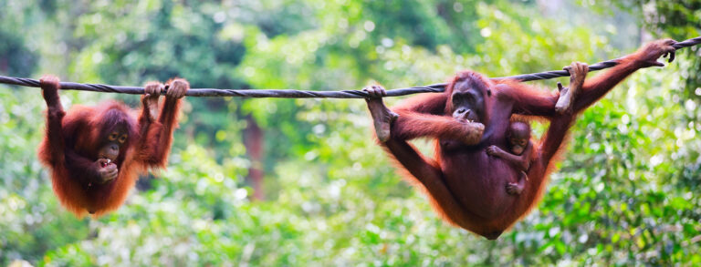 orang oetans hangen aan een touw in de jungle van indonesie