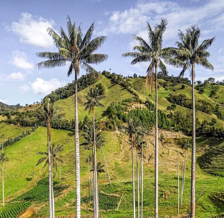 samaria vallei in colombia met palmbomen