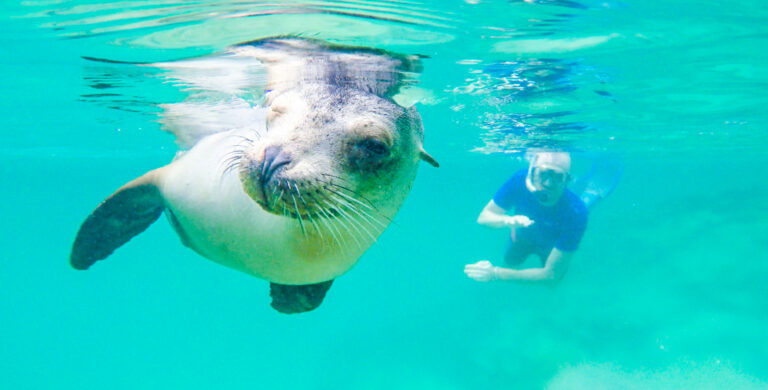 zeeleeuw onder water met snorkelende mensen op de achtergrond
