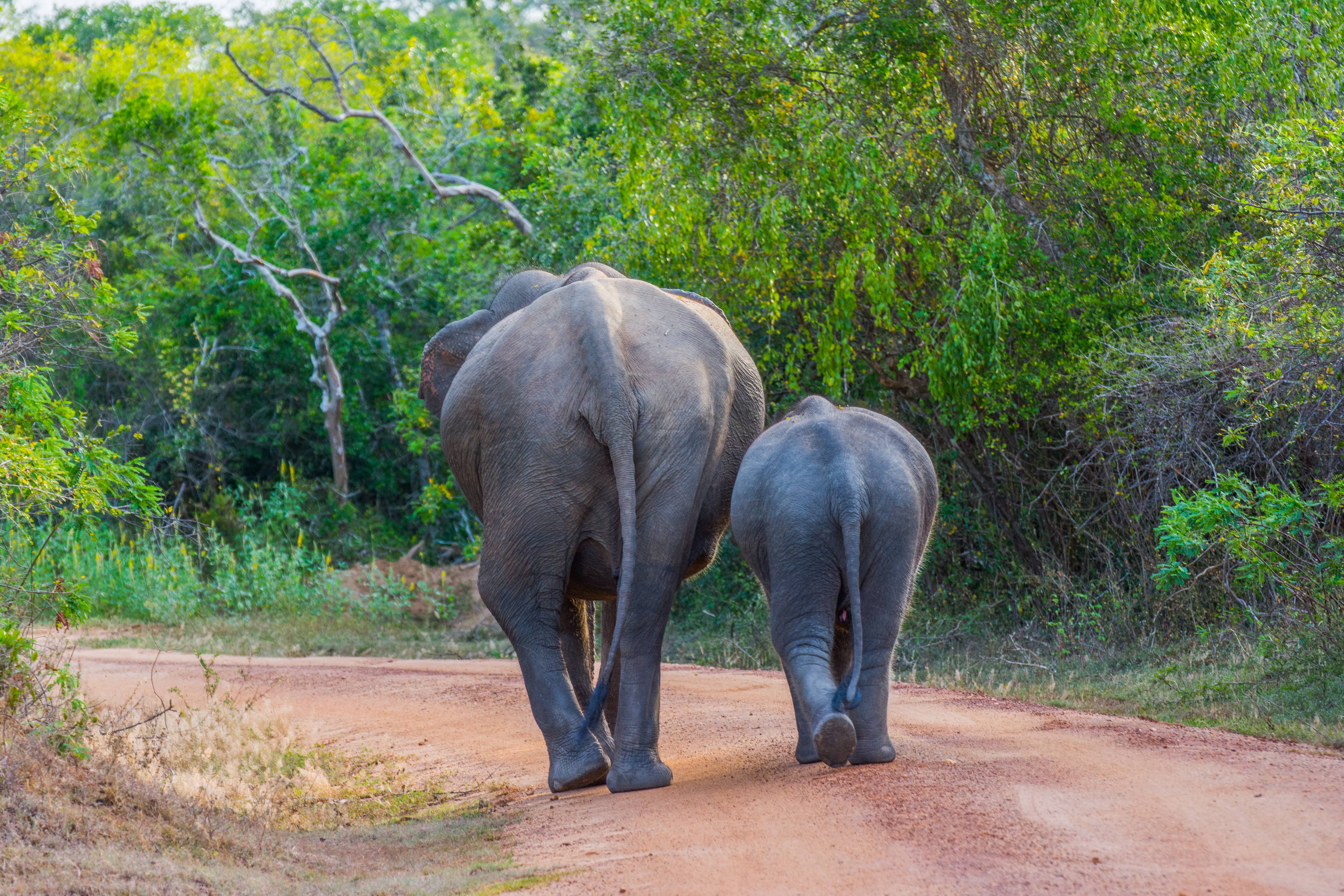 twee olifanten lopen weg over zandpad, de bush van sri lanka in