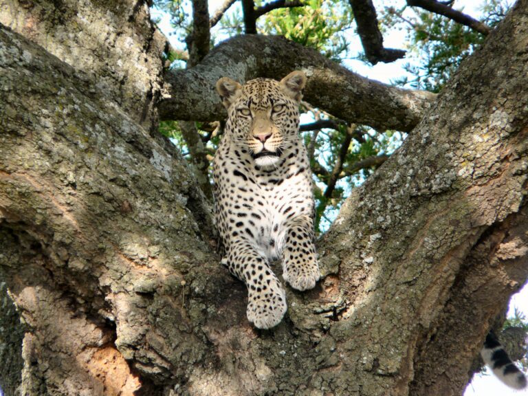 Een luipaard in de boom in Tanzania