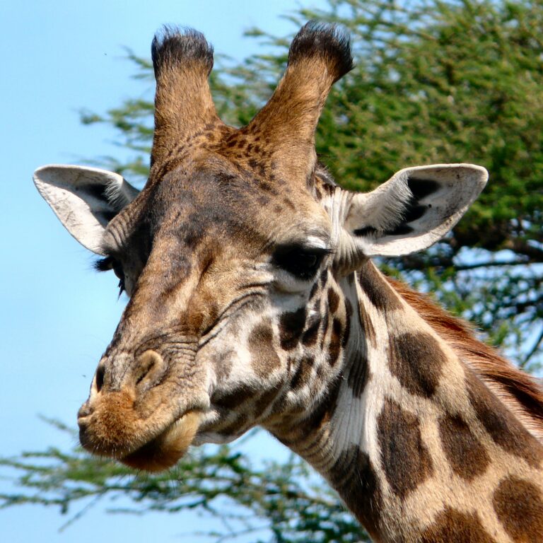 Giraffe tijdens een safari in Tanzania