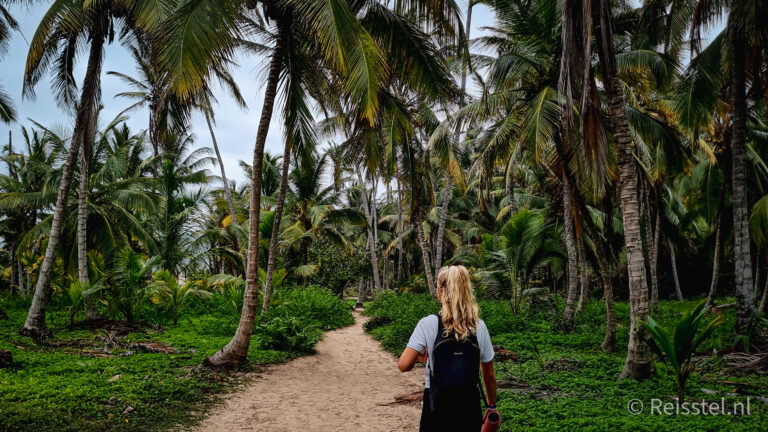 Colombia wandeling in Tayrona National Park tussen palmbomen