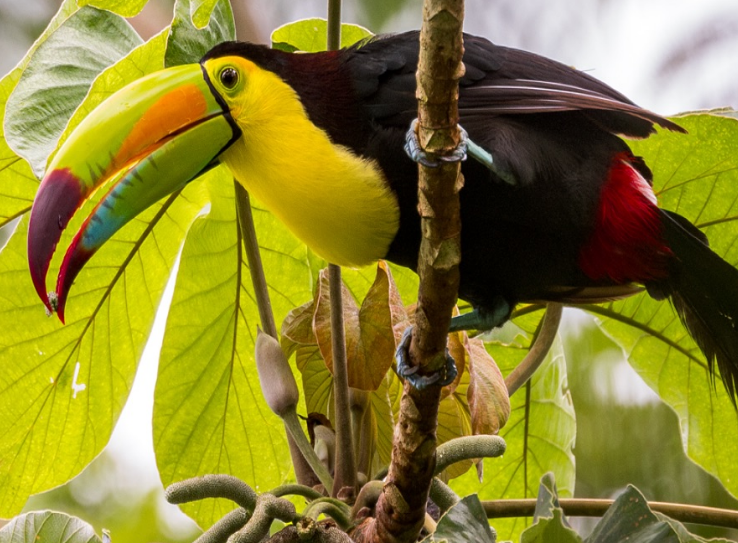 Toekan op een tak in de jungle van Guatemala