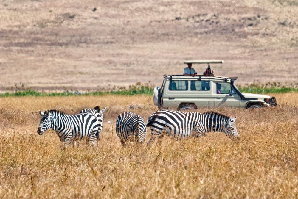 safari jeep met zebra's op de voorgrond