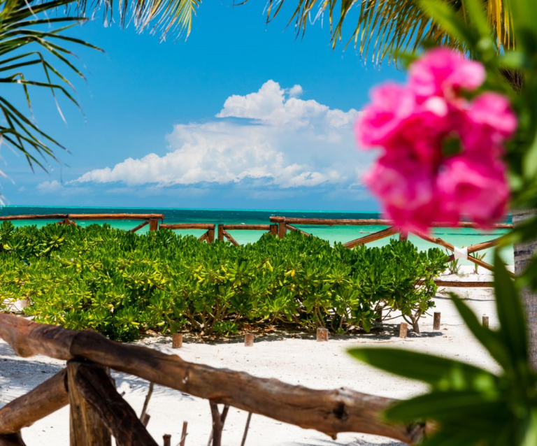 Het strand met plantjes en de zee op de achtergrond. Op de voorgrond vaag een roze bloem op Isla Holbox Mexico