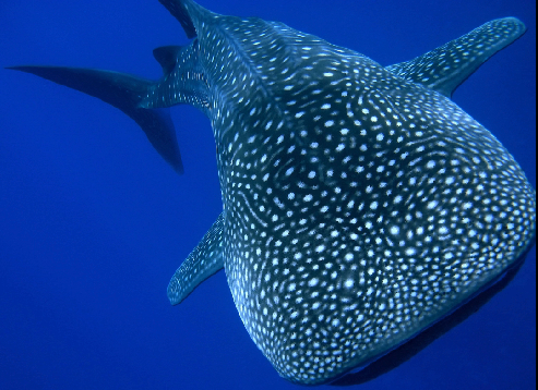 Een zwemmende walvishaai in het water bij Isla Holbox Mexico