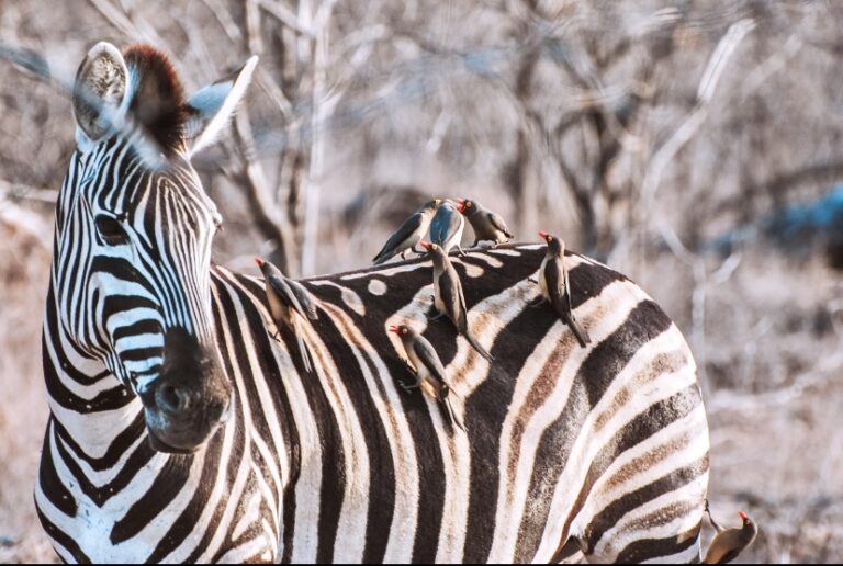 een zebra in Kruger park met vogeltje die op zijn rug zitten