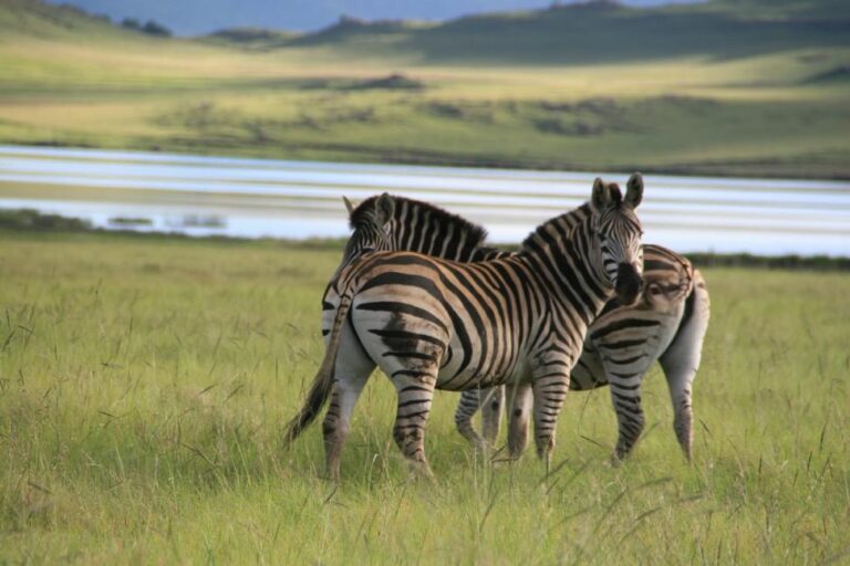 Twee zebra's staand bij elkaar in een grasveld