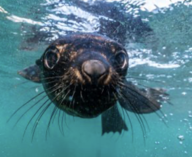 Gezicht van zeehond zwemmend in het water