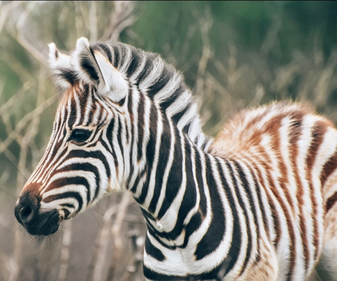 Zebra up close