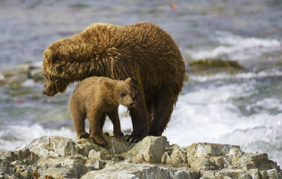 Top waar zijn die beren in Alaska
