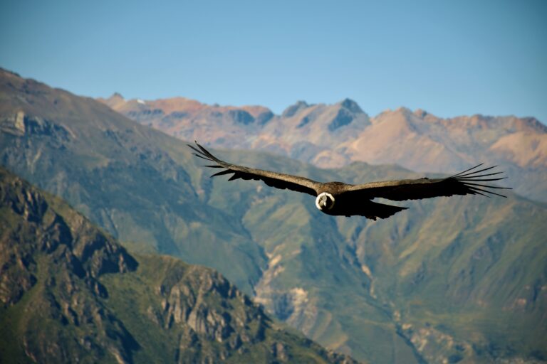 condor vogel zwevend door de canyon in peru