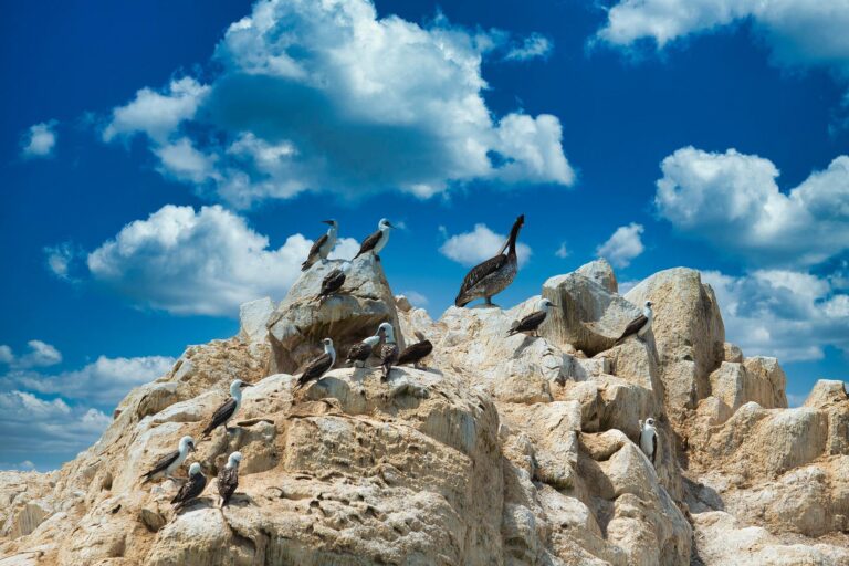 rotsen met vogels op de ballestas eilanden in peru