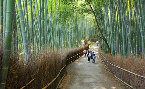 Mensen wandelen via een slingerend pad dwars door de torenhoge bamboe van het Arashiyama Bamboebos in Kyoto