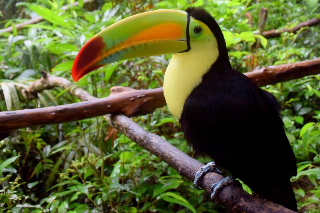 toekan in de jungle