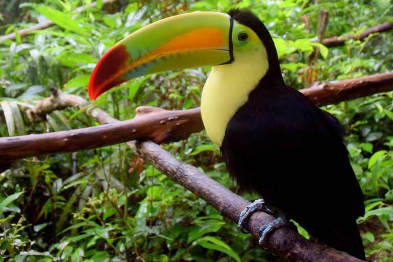 toekan in de jungle