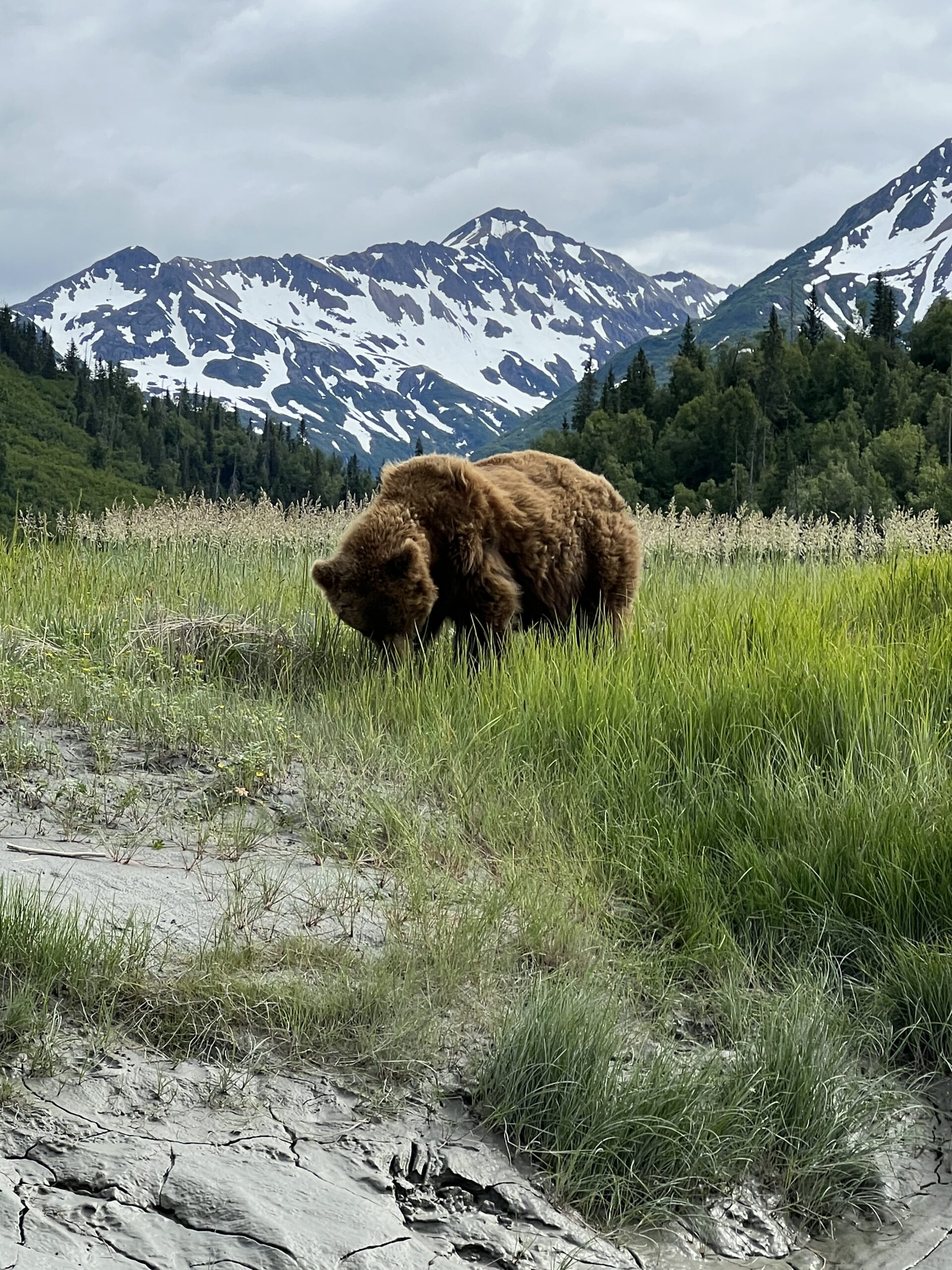 Bruine beer voor besneeuwde berg in Alaska