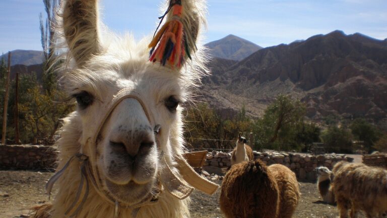 closeup van een lama met op de achtergrond bergen