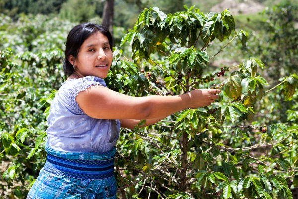 Vrouw op koffieplantage in Chili