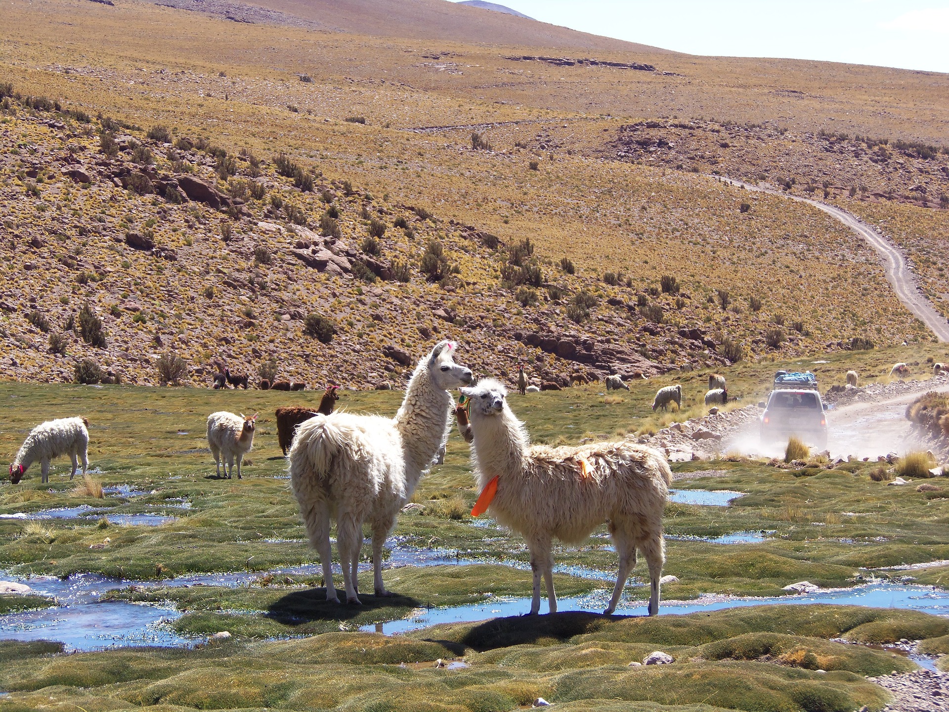 groep lama's in het gras en heuvelachtig landschap