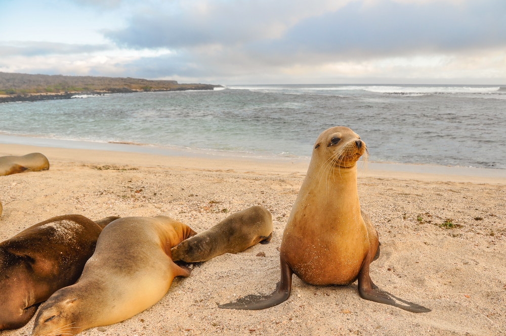 zeeleeuwen op het strand van de galapagos eilanden