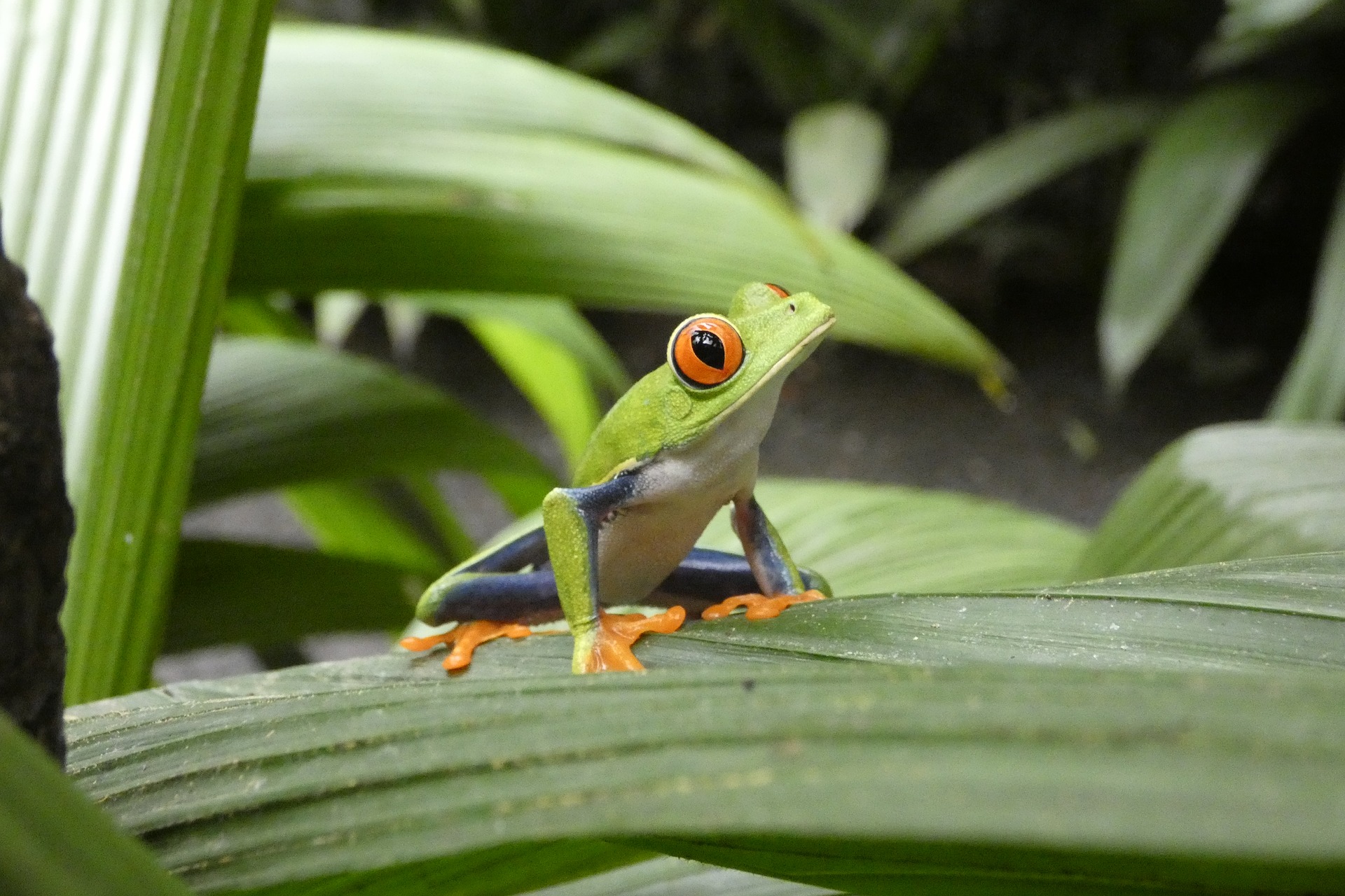 Groene kikker op blad