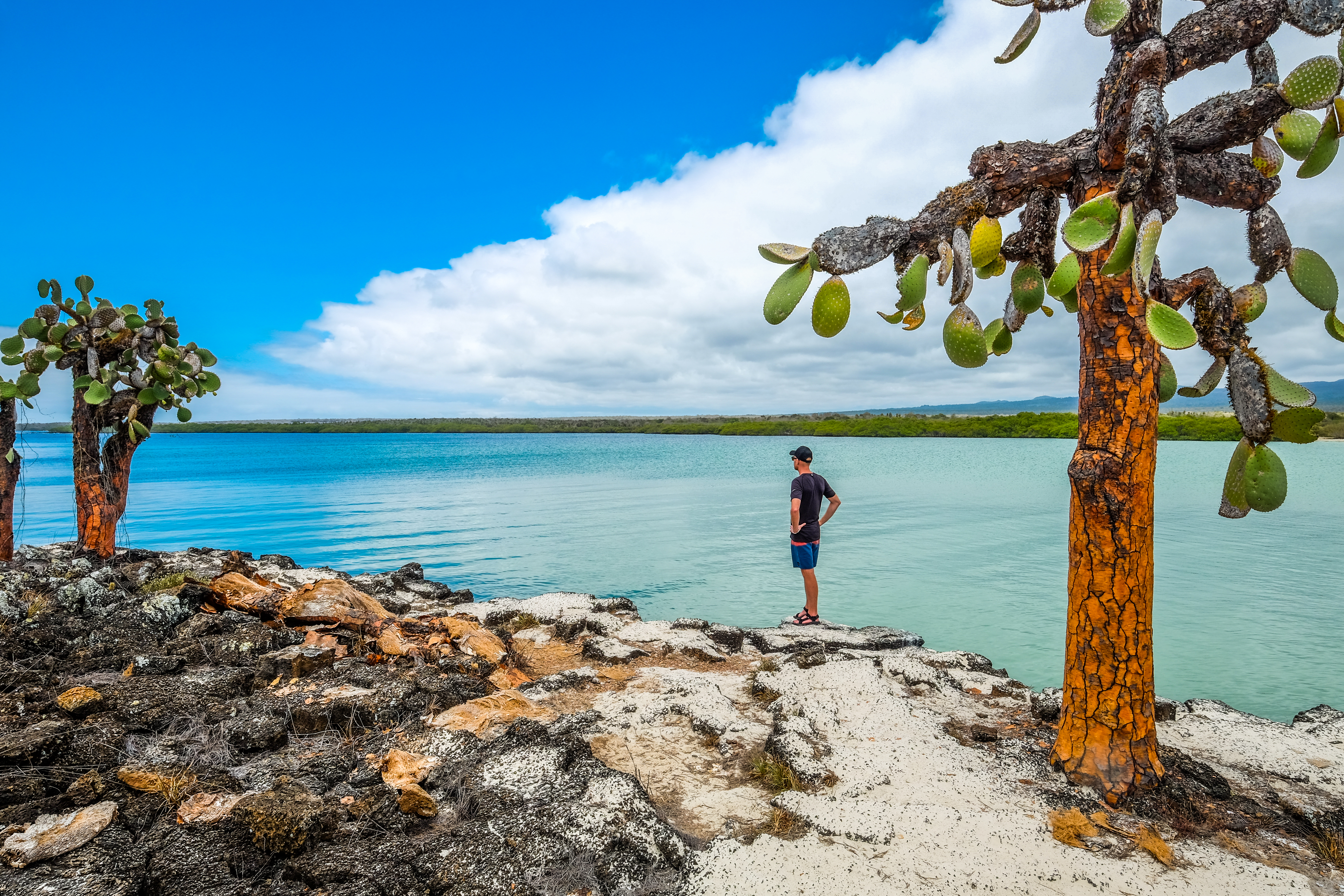 man op het strand van de galapagos eilanden met boom