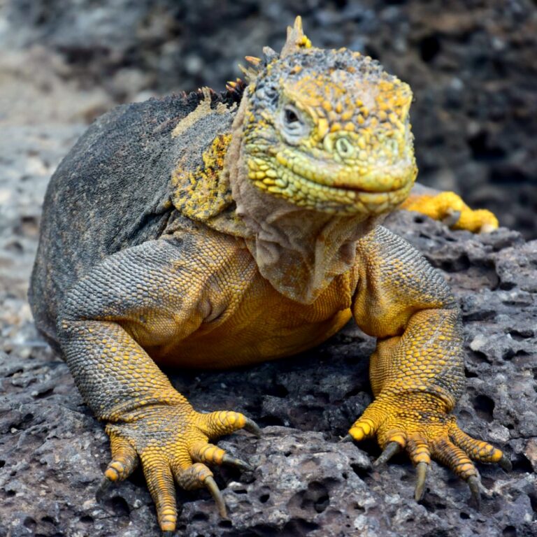 iguana leguaan op de galapagos eilanden