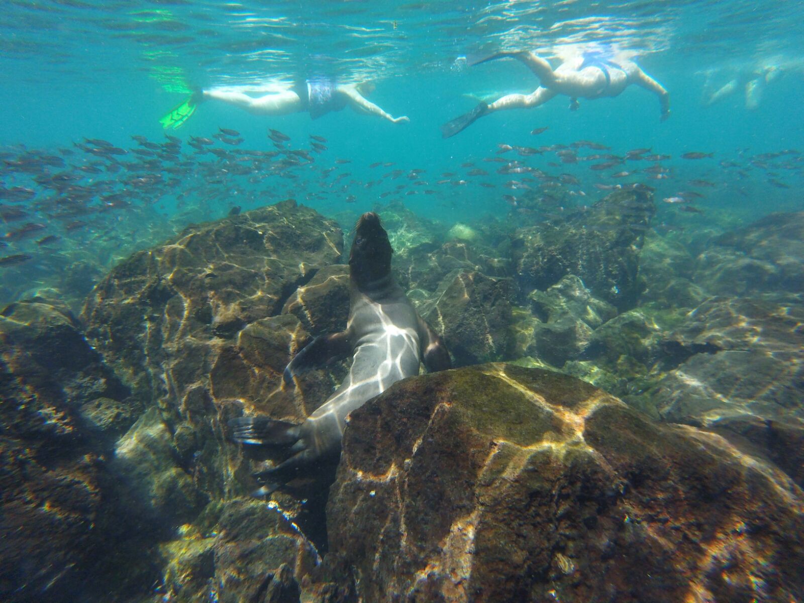 zeeleeuw in het water bij de galapagos met snorkelende mensen op de achtergrond