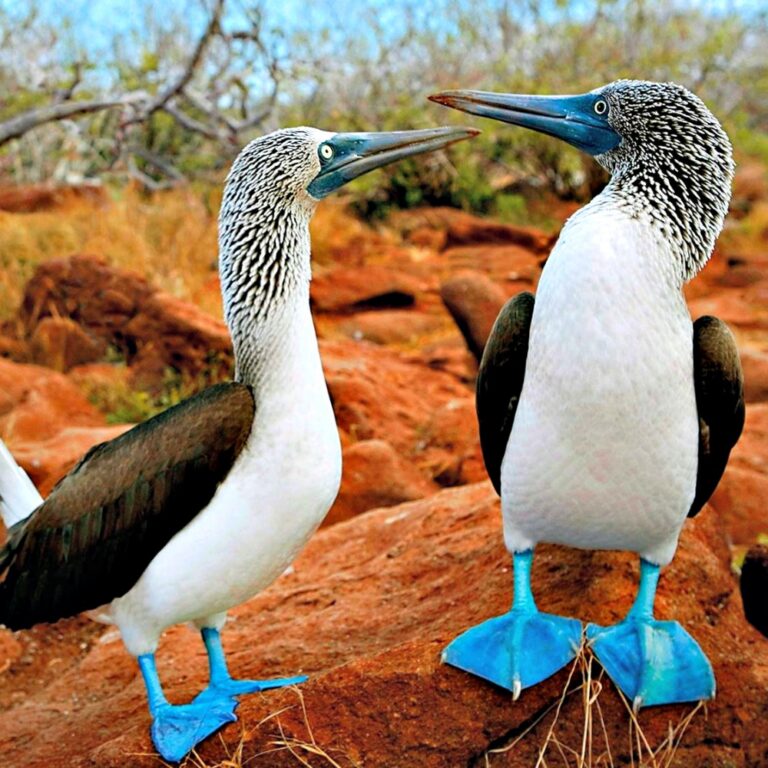 twee blauwvoetgenten vogels op oranje rotsen galapagos