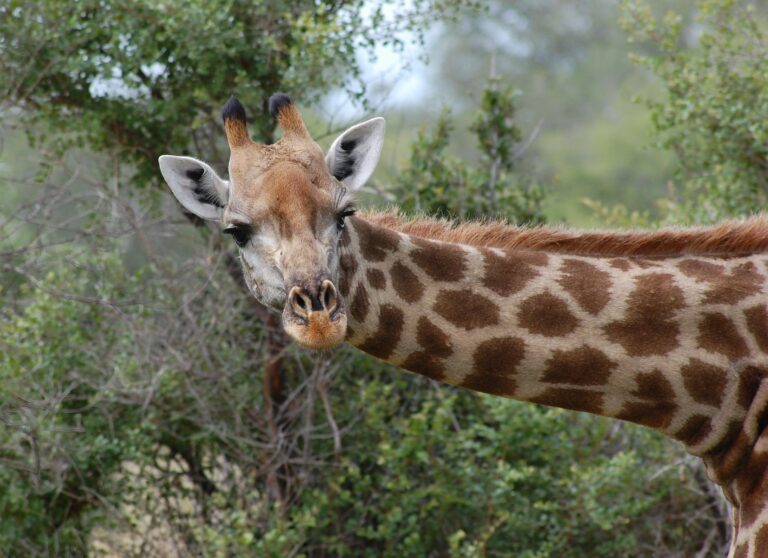 een giraffe steekt zijn kop uit