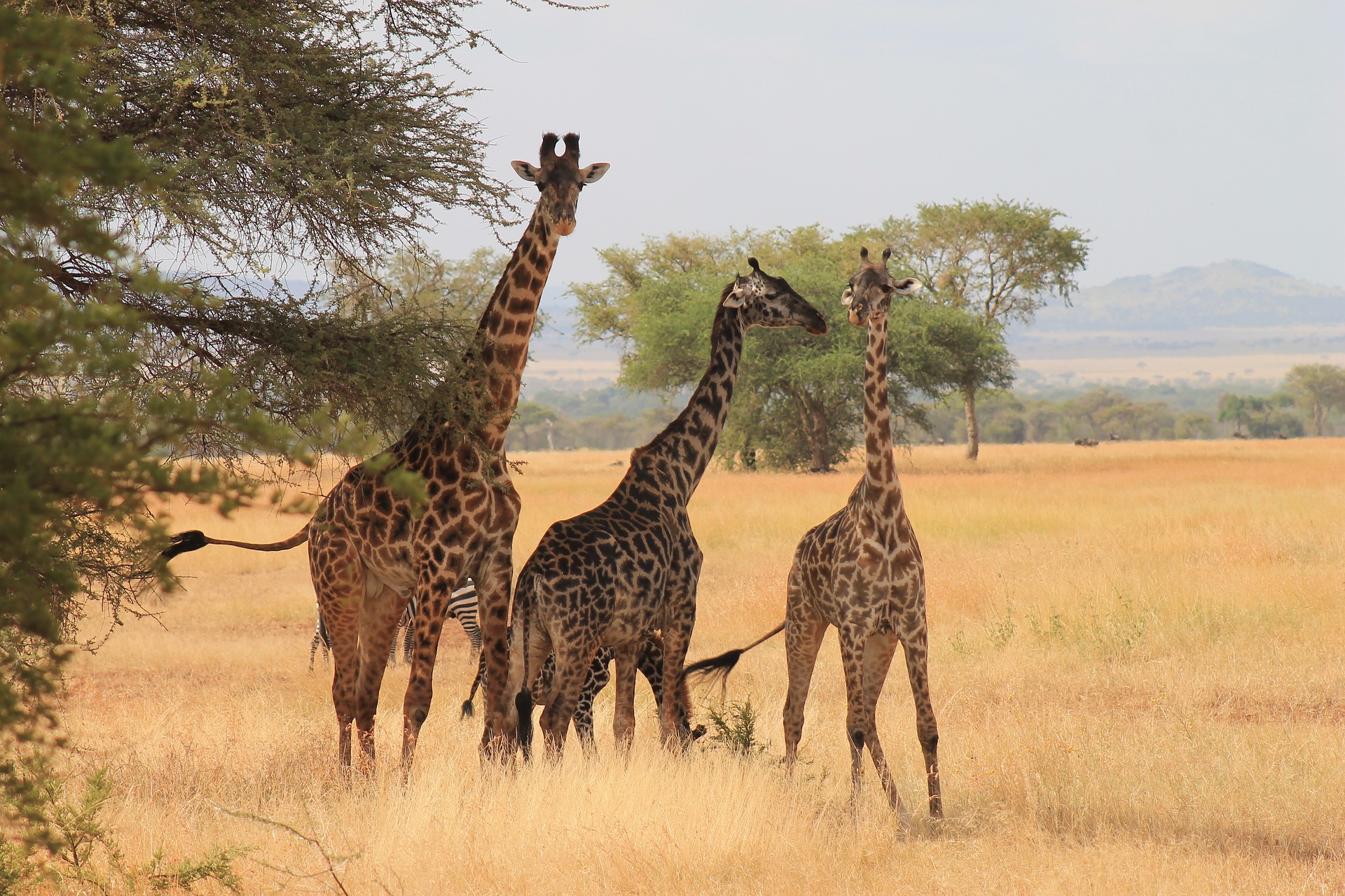 Giraffen bij boom