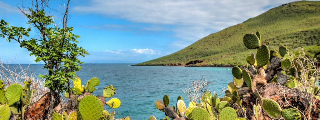 galapagos cactussen met zee en berg op de achtergrond