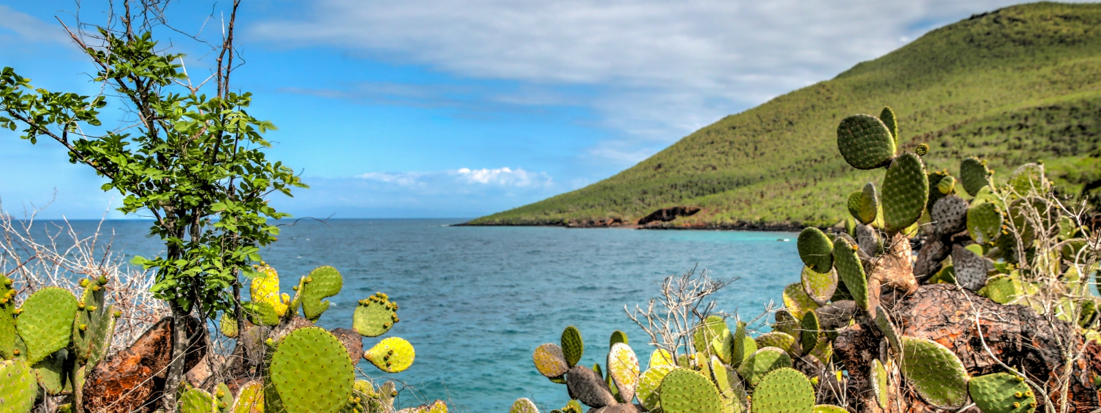 galapagos cactussen met zee en berg op de achtergrond