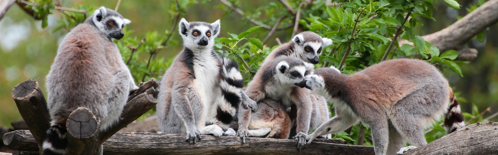 Een familie Lemur apen op een tak